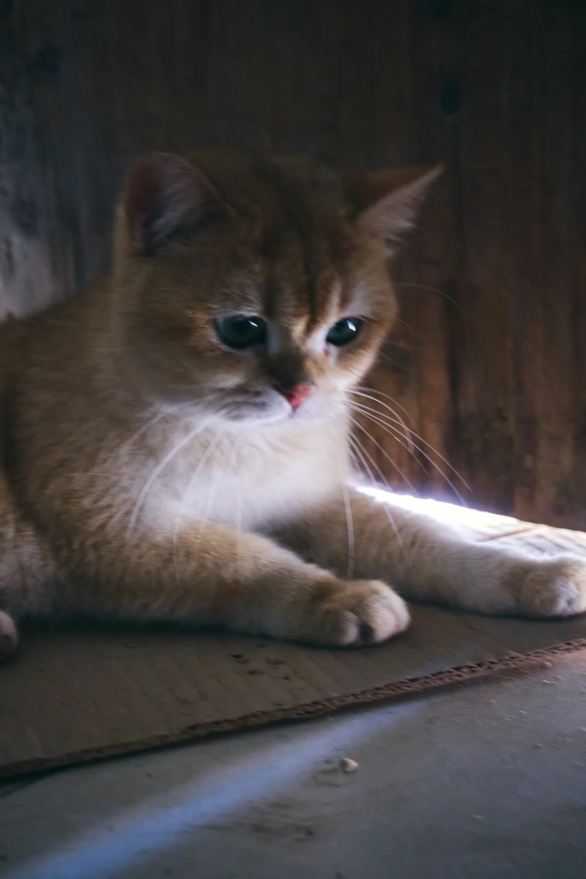 昏暗光线下的一只猫咪