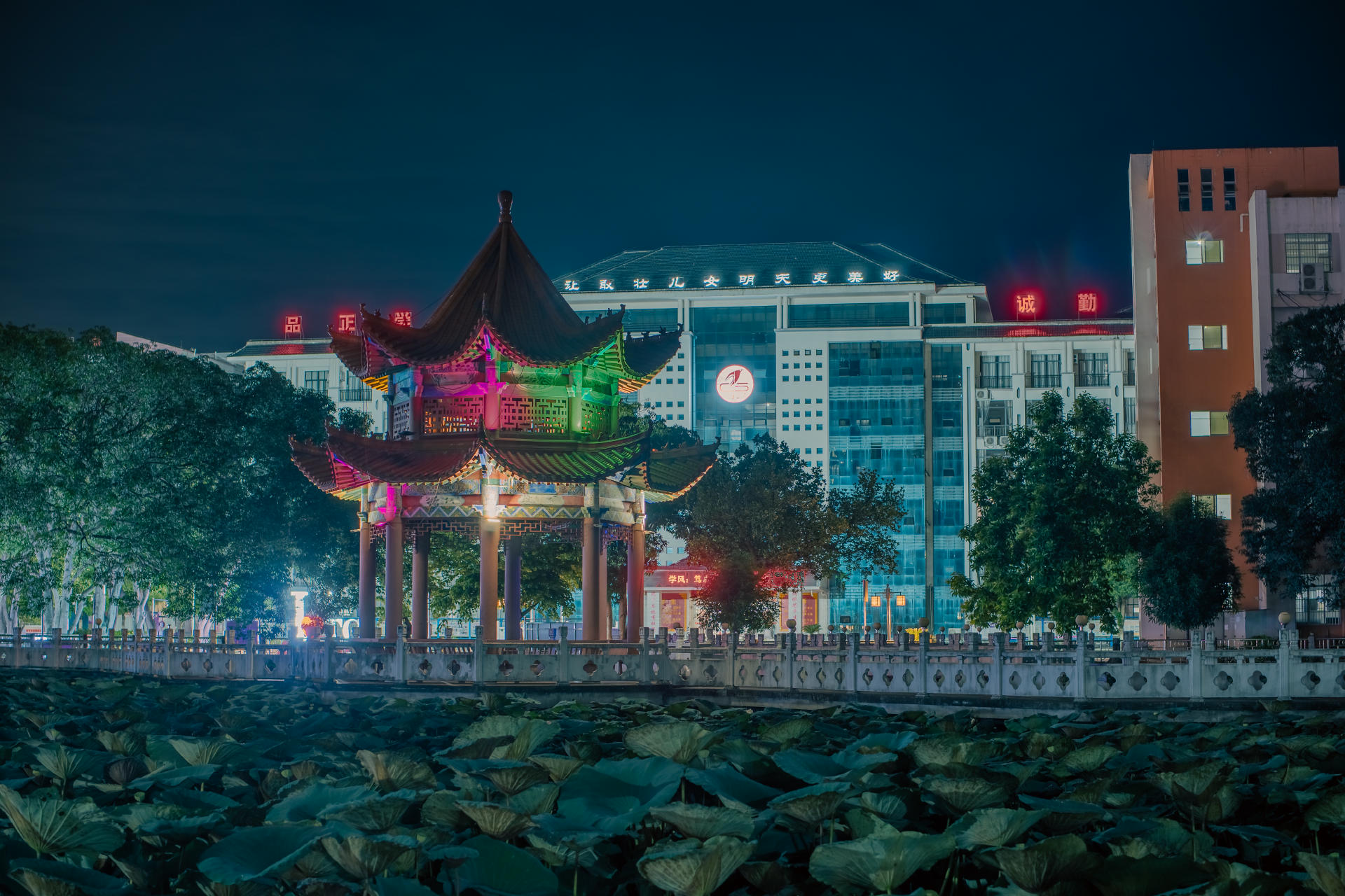 夜灯映照下的亭子与荷塘