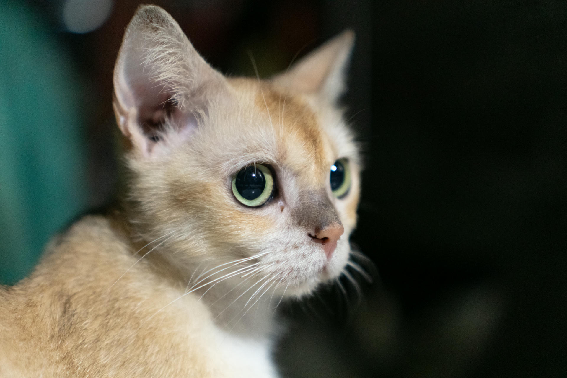 一只金色眼睛的猫咪近景