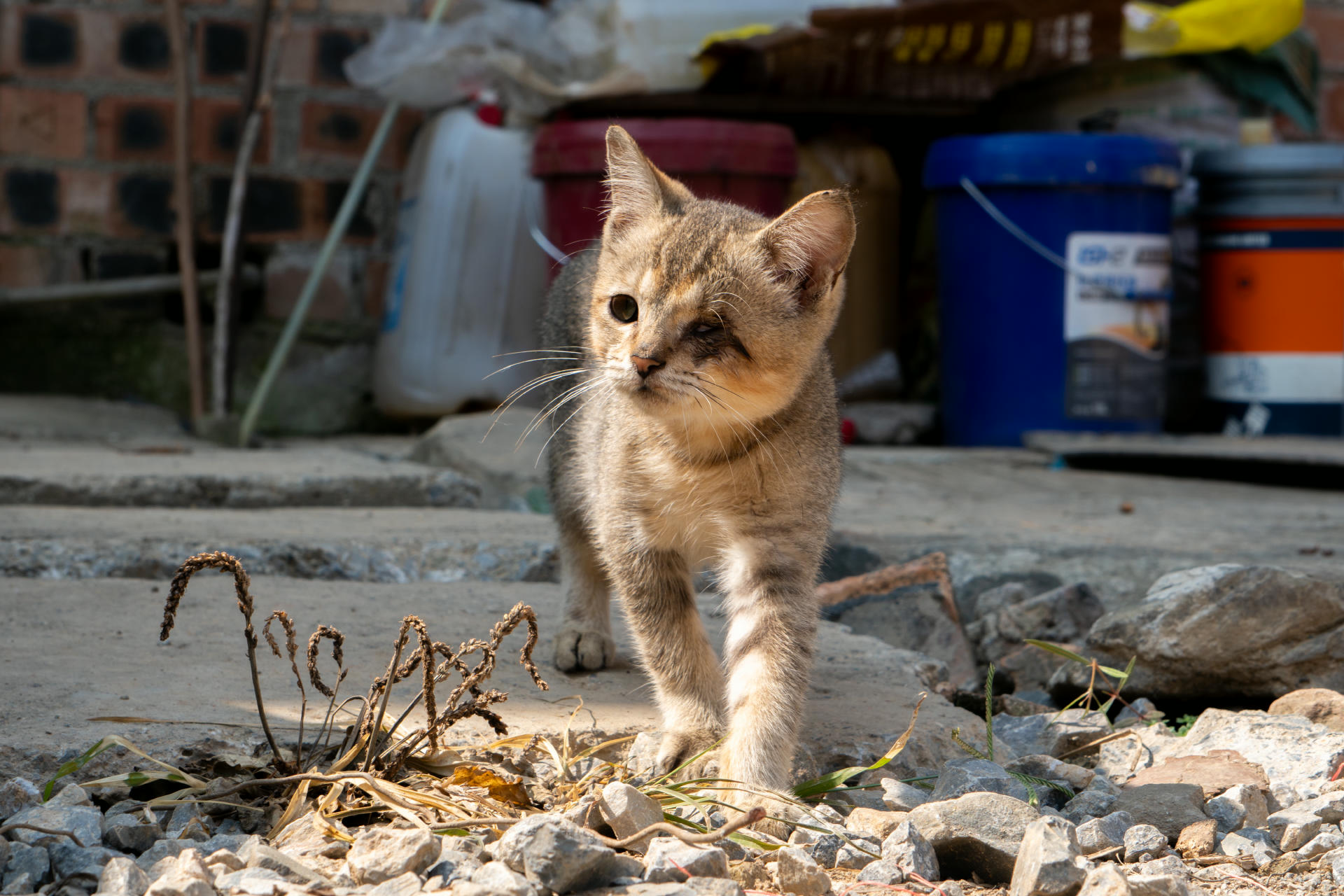 一只在阳光下的小猫