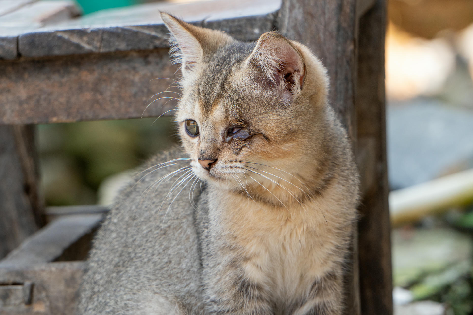 一只猫咪的近景